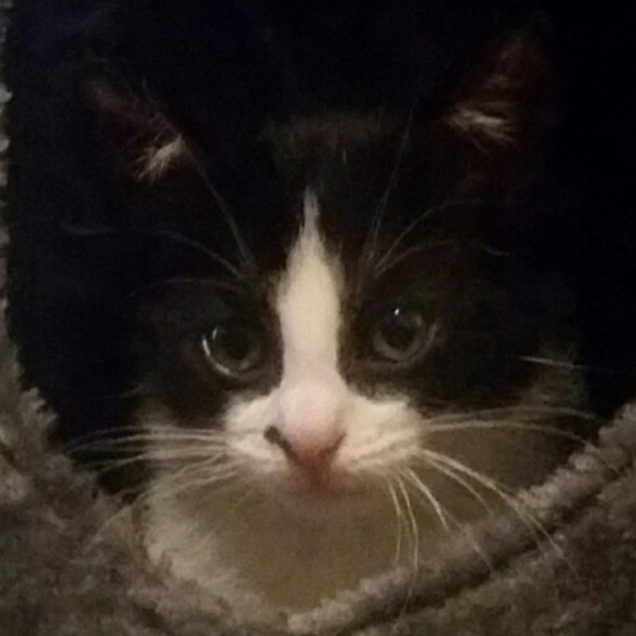 Meet your Posher, Sara - Picture 1 of 1